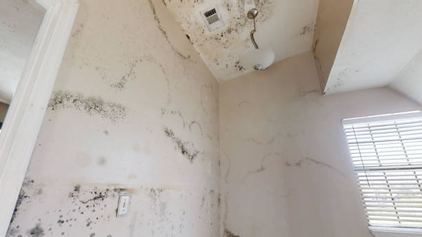 Mold Remediation for Vacation Homes